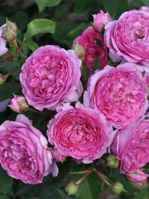 Милева Фрайла (Mileva Frayla)