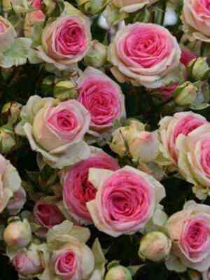 mimieden_mimieden_optimized.jpg Мими Эден (Mimi Eden)