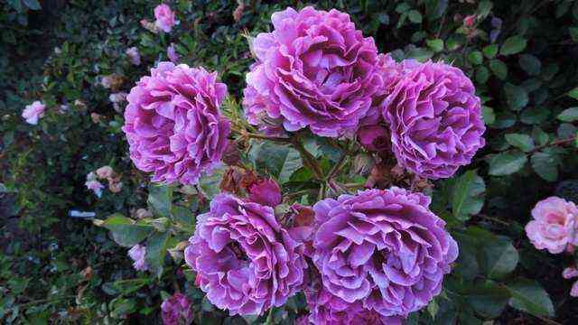 Минерва (Minerva)