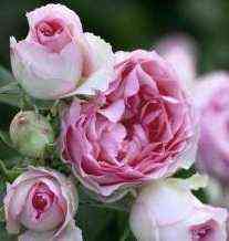 Мини Пьер Де Ронсар (Mini Pierre De Ronsard)