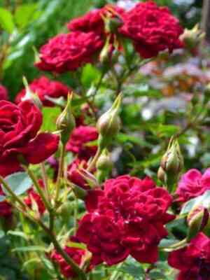 Ред Минимо (Red Minimo)