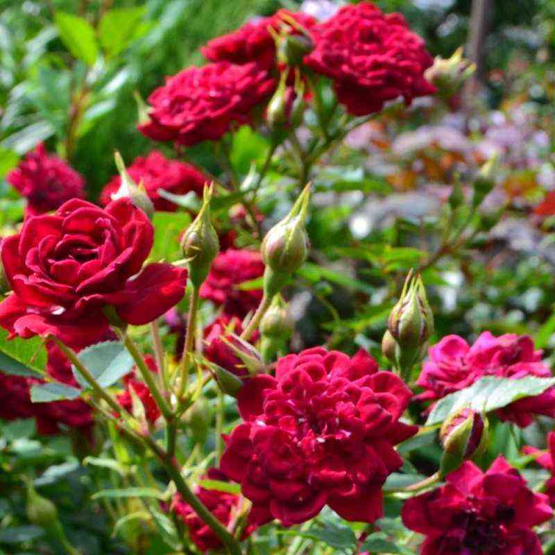 Ред Минимо (Red Minimo)