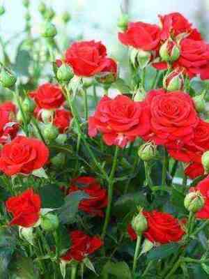 mirabel.jpg Мирабель (Mirabel)