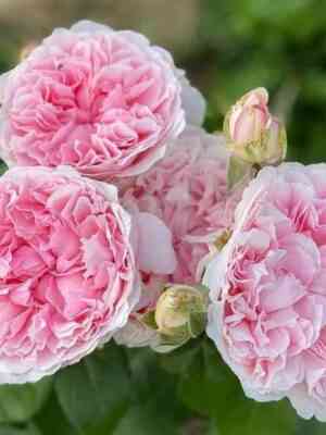 Миранда (Miranda)