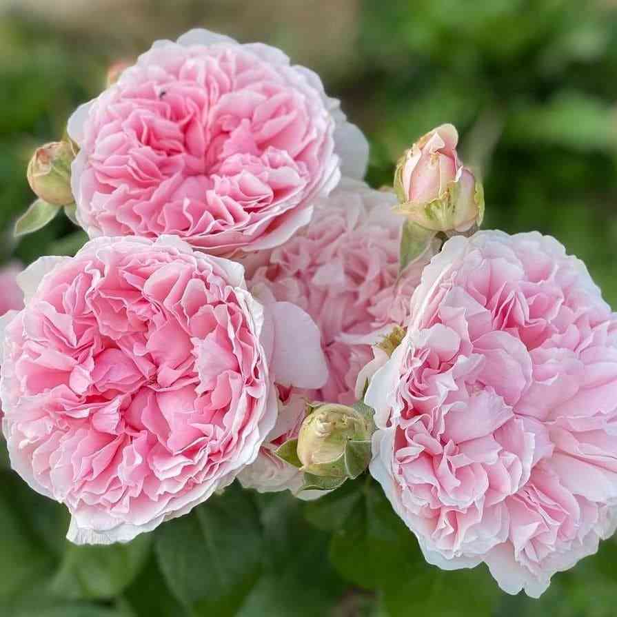 Миранда (Miranda)