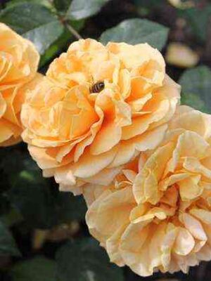 Мирей Дюма (Mireille Dumas)