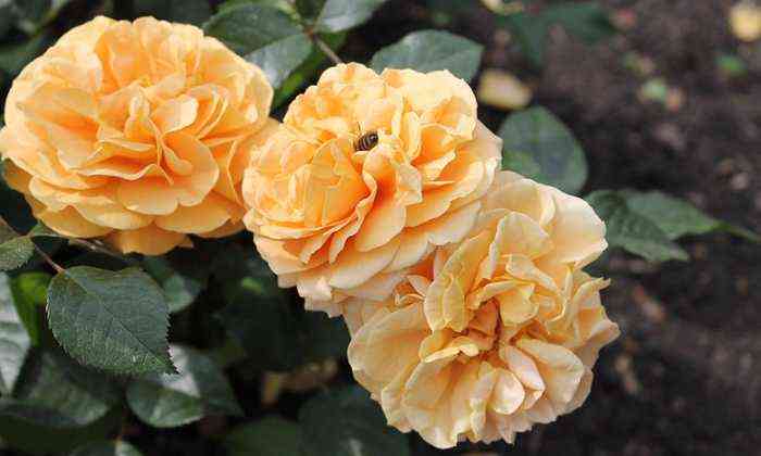 mirej-djuma.jpg Мирей Дюма (Mireille Dumas)