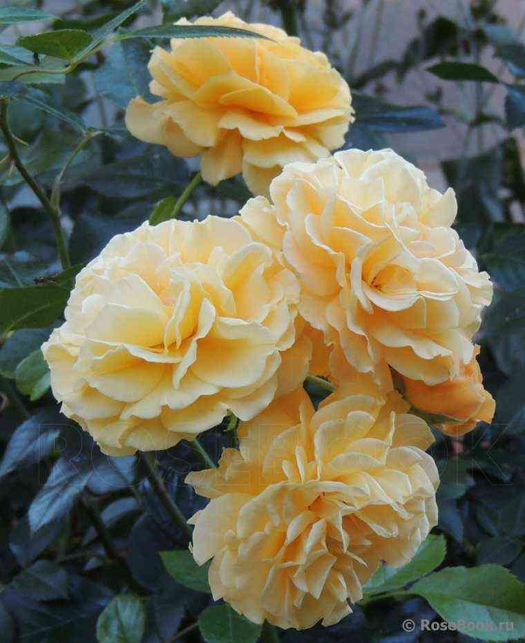 mirej-djuma1.jpg Мирей Дюма (Mireille Dumas)