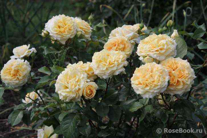 mirej-djuma2.jpg Мирей Дюма (Mireille Dumas)