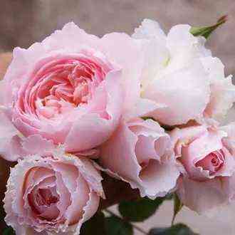 Мисаки (Misaki)