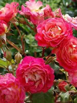 mishel-bedrosyan.jpg Мишель Бедросьян (Michelle Bedrossian)