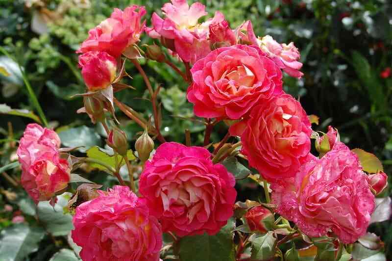 mishel-bedrosyan.jpg Мишель Бедросьян (Michelle Bedrossian)