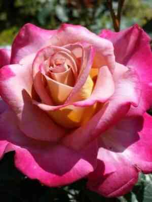 Мишель Друкер (Michel Drucker)