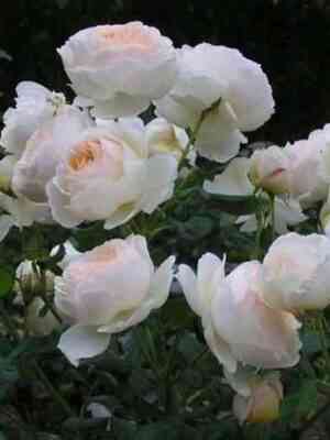 Мишель Морган (Michele Morgan)