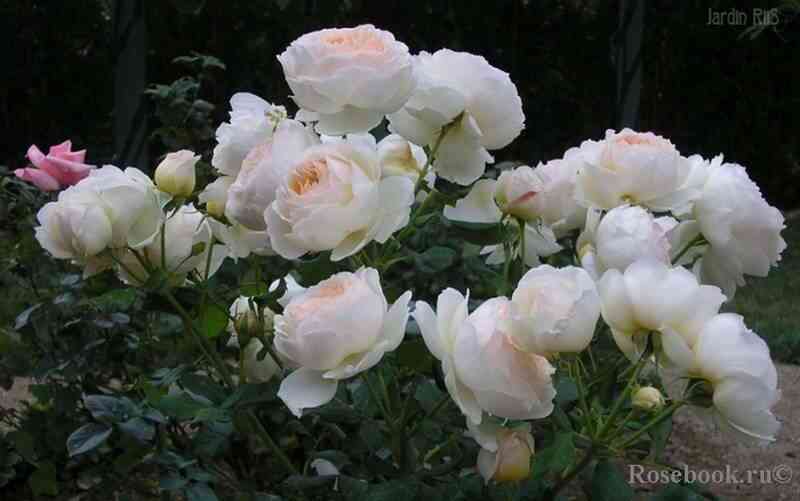 Мишель Морган (Michele Morgan)