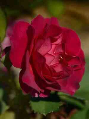 Мисс Маджента (Miss Magenta)