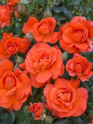 miss-tango1.jpg Мисс Танго (Miss Tango)