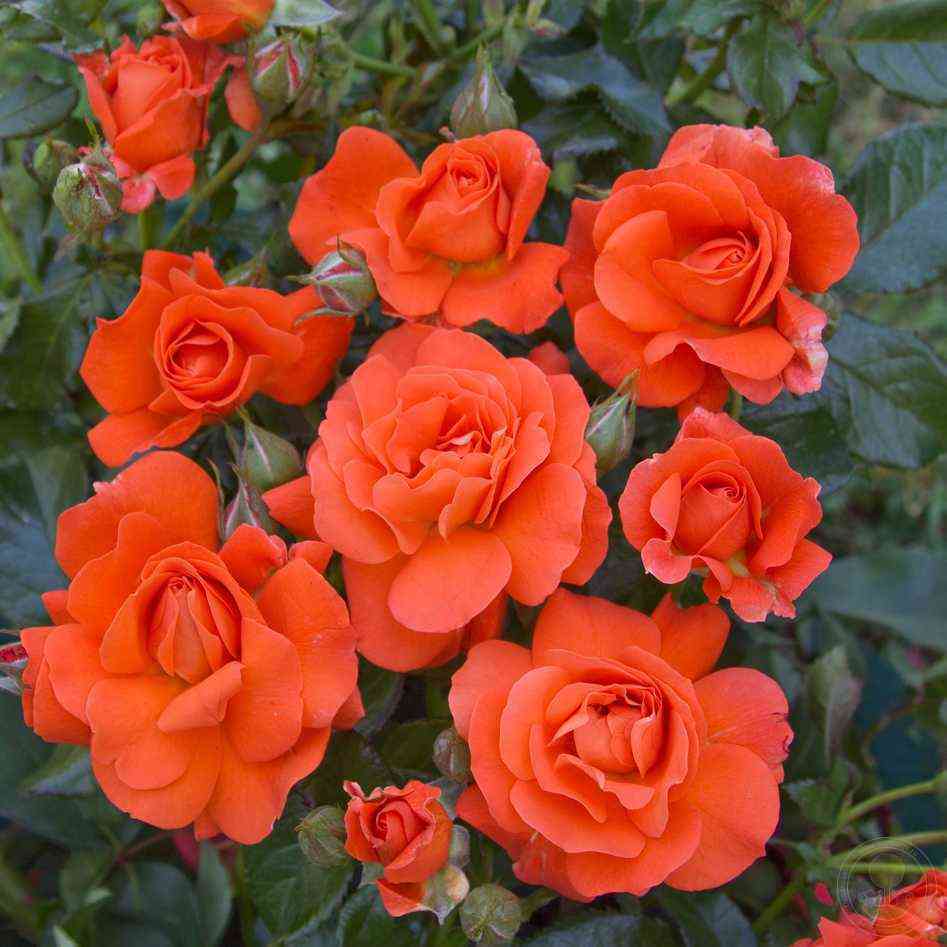 miss-tango1.jpg Мисс Танго (Miss Tango)