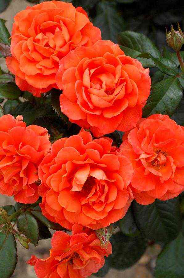 miss-tango2.jpg Мисс Танго (Miss Tango)