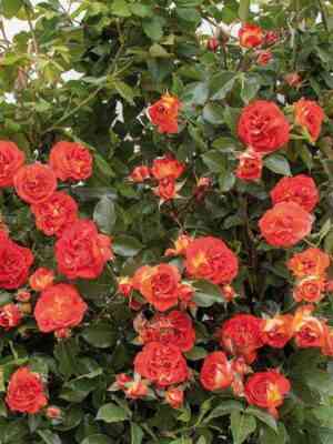 Мисс Танжерин (Miss Tangerine)