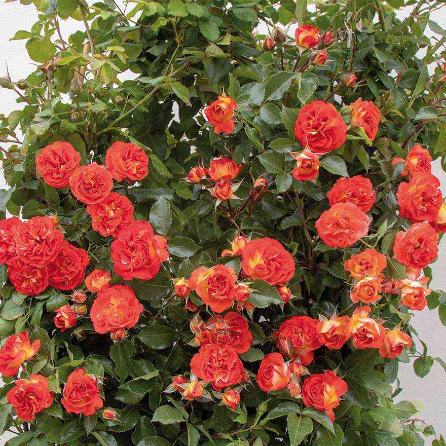 miss-tanzherin.jpg Мисс Танжерин (Miss Tangerine)