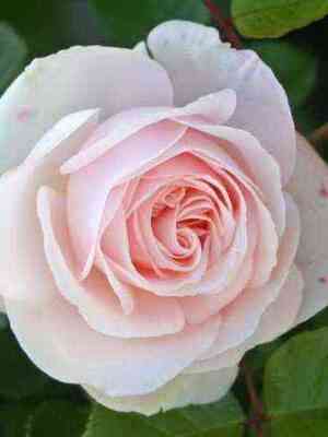 miss_dior.jpg Мисс Диор (Miss Dior)