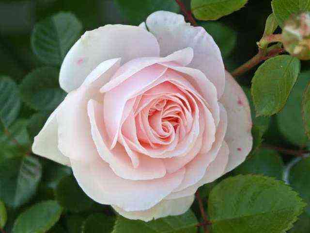 Мисс Диор (Miss Dior)