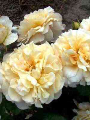 Мисс Файн (Miss Fine)