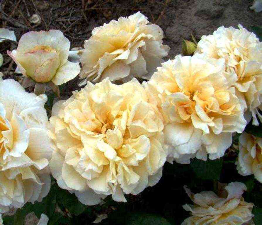 Мисс Файн (Miss Fine)