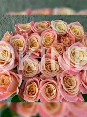 Мисс Пигги (Miss Piggy)