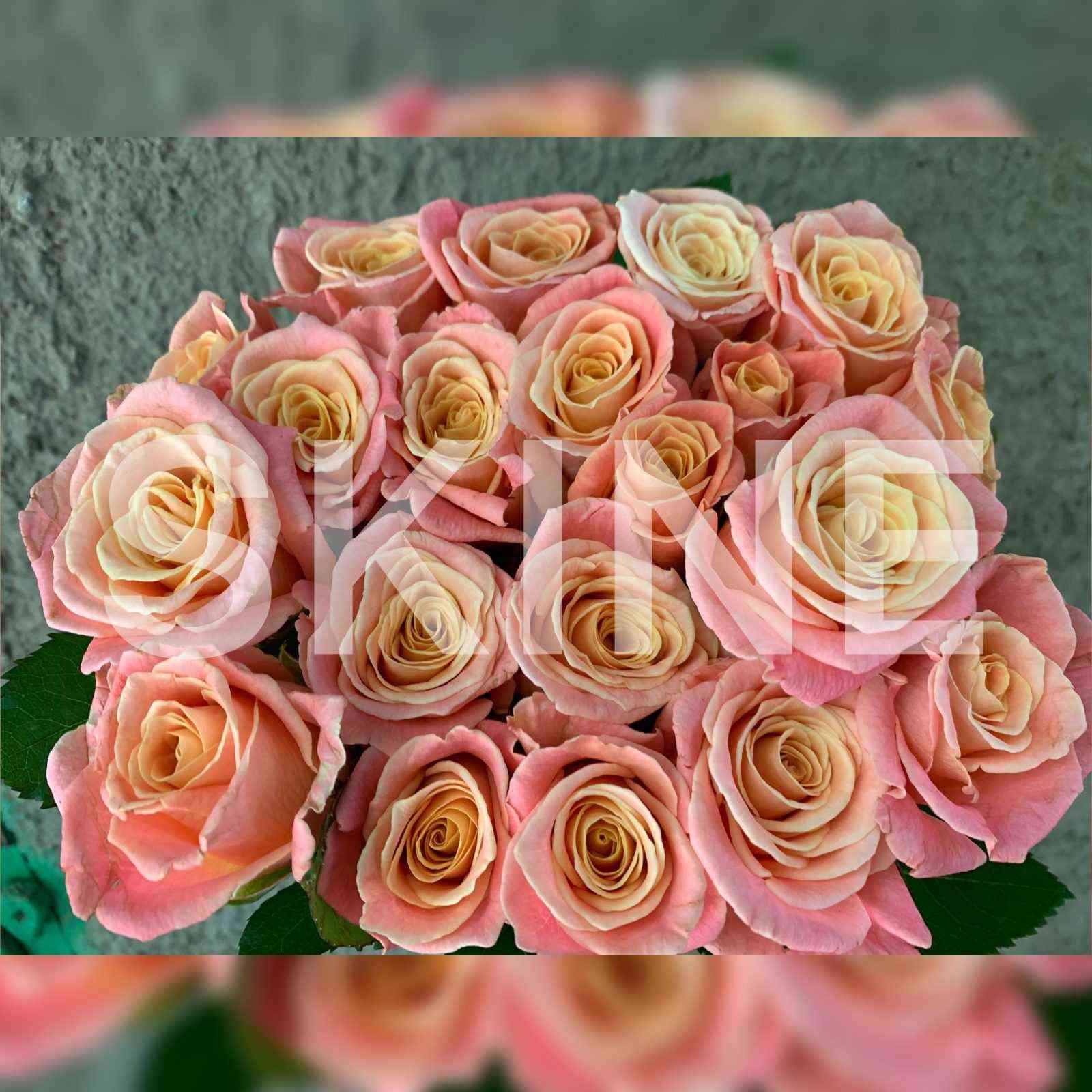 Мисс Пигги (Miss Piggy)