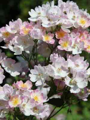 Миссис Билли Крик (Mrs. Billy Crick)