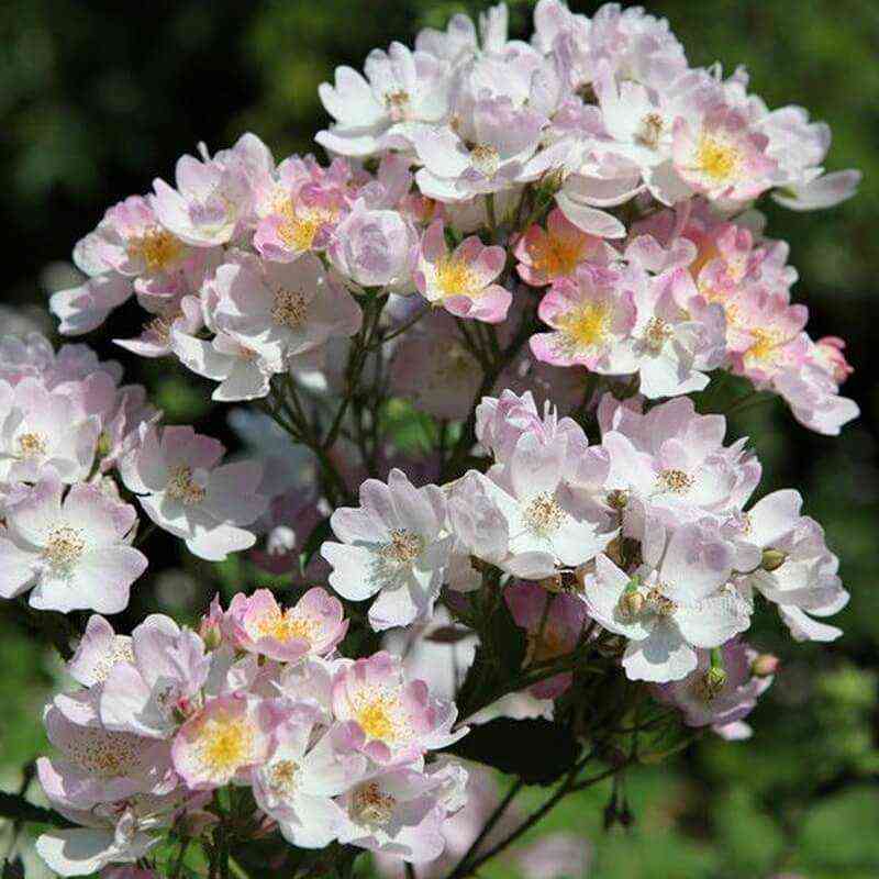 Миссис Билли Крик (Mrs. Billy Crick)