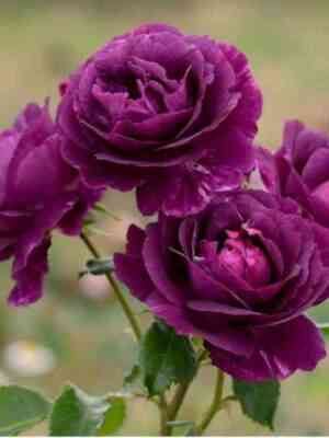 Мистерьёз (Mysterieuse)