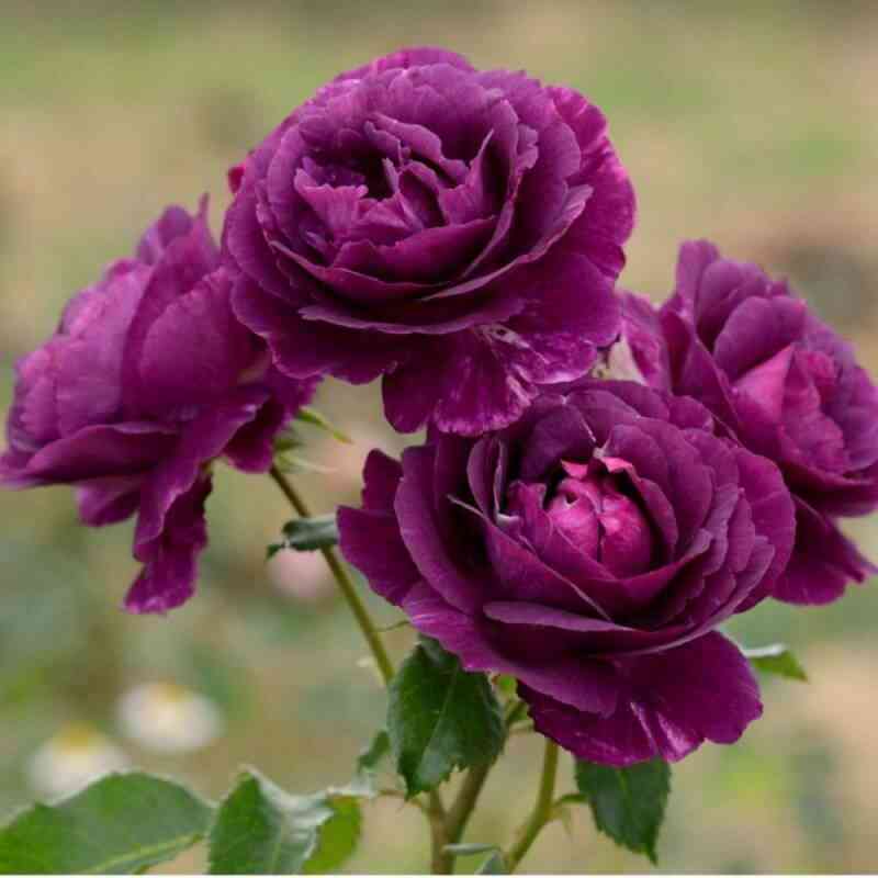 misteryoz-mysterieuse_optimized.jpg Мистерьёз (Mysterieuse)