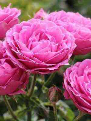 mistik_babbelz.jpg Мисти Бабблз (Misty Bubbles)