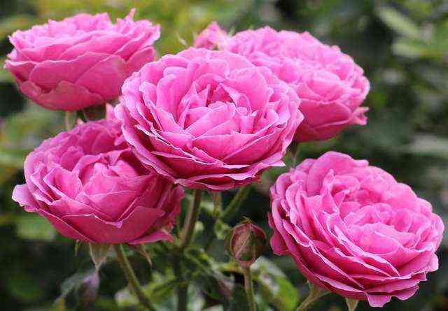 Мисти Бабблз (Misty Bubbles)