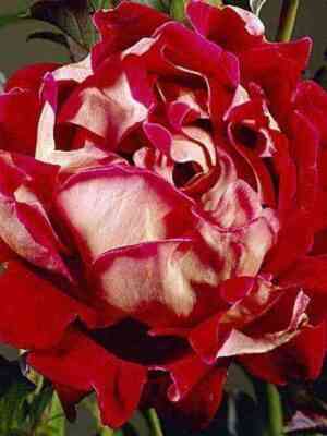 Мистик Раффлз (Mystique Ruffles)