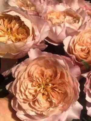 miyabi-cha.jpg Мияби-Ча (Miyabi-Cha)