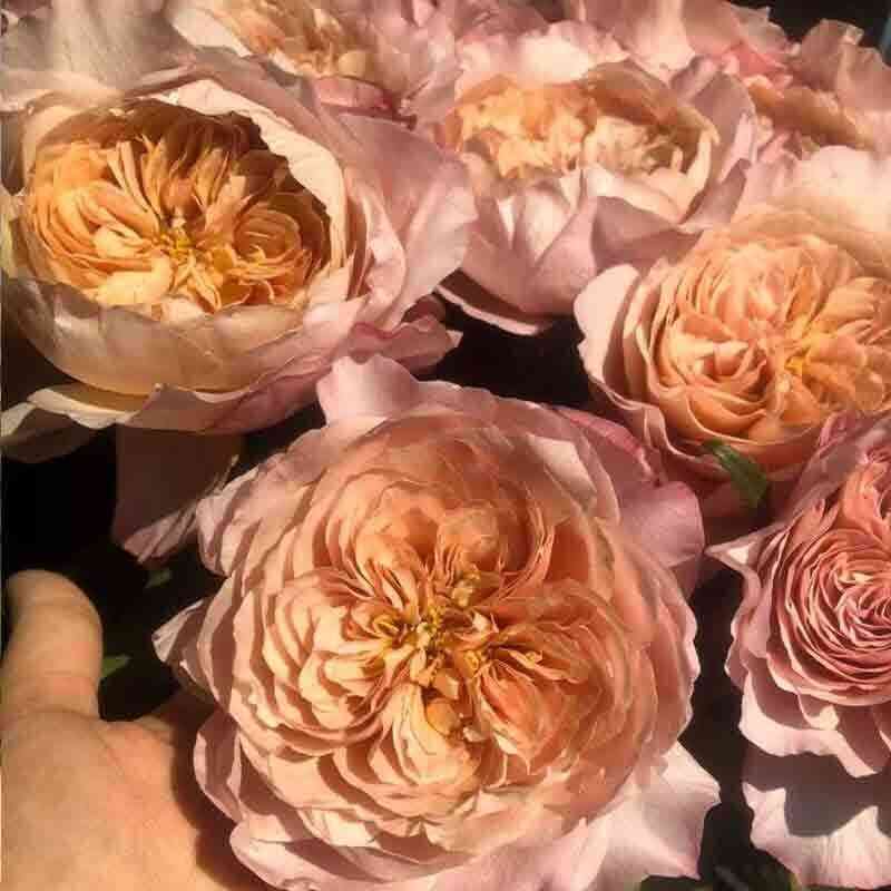 miyabi-cha.jpg Мияби-Ча (Miyabi-Cha)