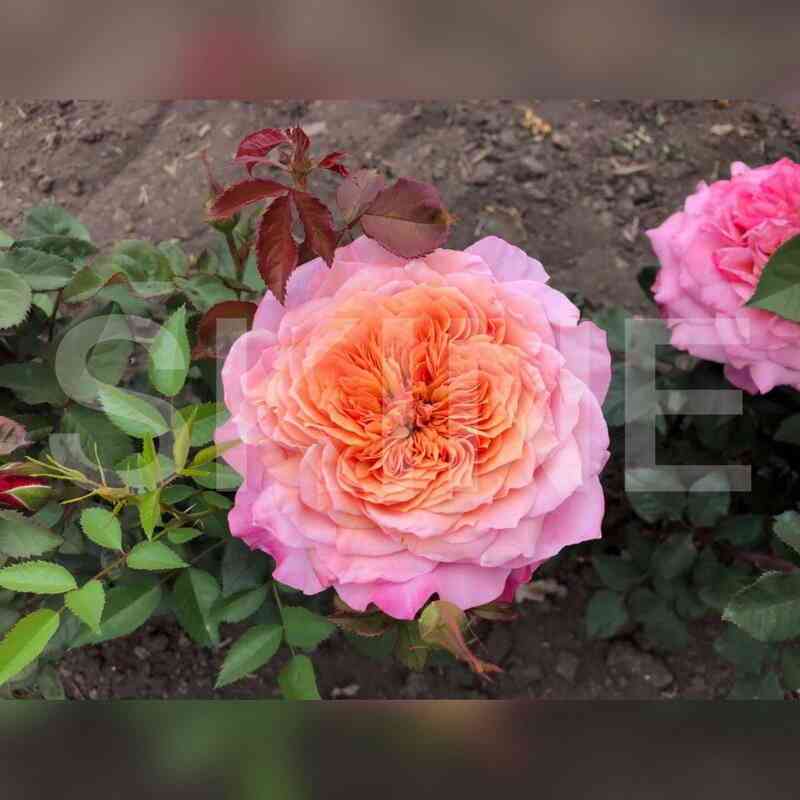 miyabi.jpg Мияби (Miyabi)