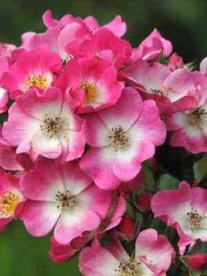 mocart_mozart_optimized.jpg Моцарт (Mozart)