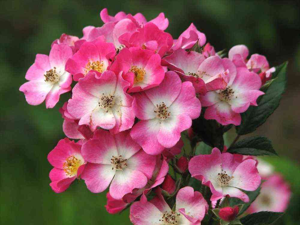 Моцарт (Mozart)