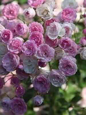 moczarts-ledi-mozarts-lady_optimized.jpg Моцарт'с Леди (Mozart's Lady)