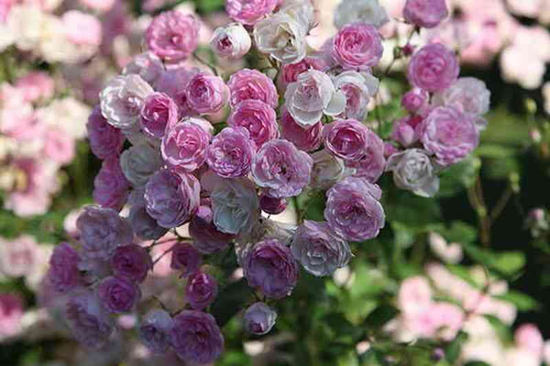 Моцарт'с Леди (Mozart's Lady)