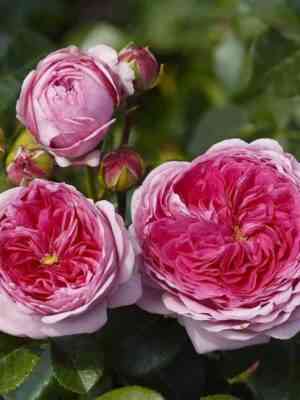 Модерн Арт (Modern Art)