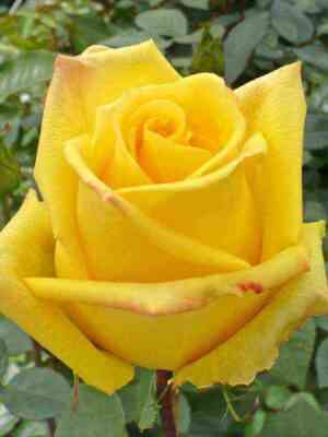 Мохана (Mohana)