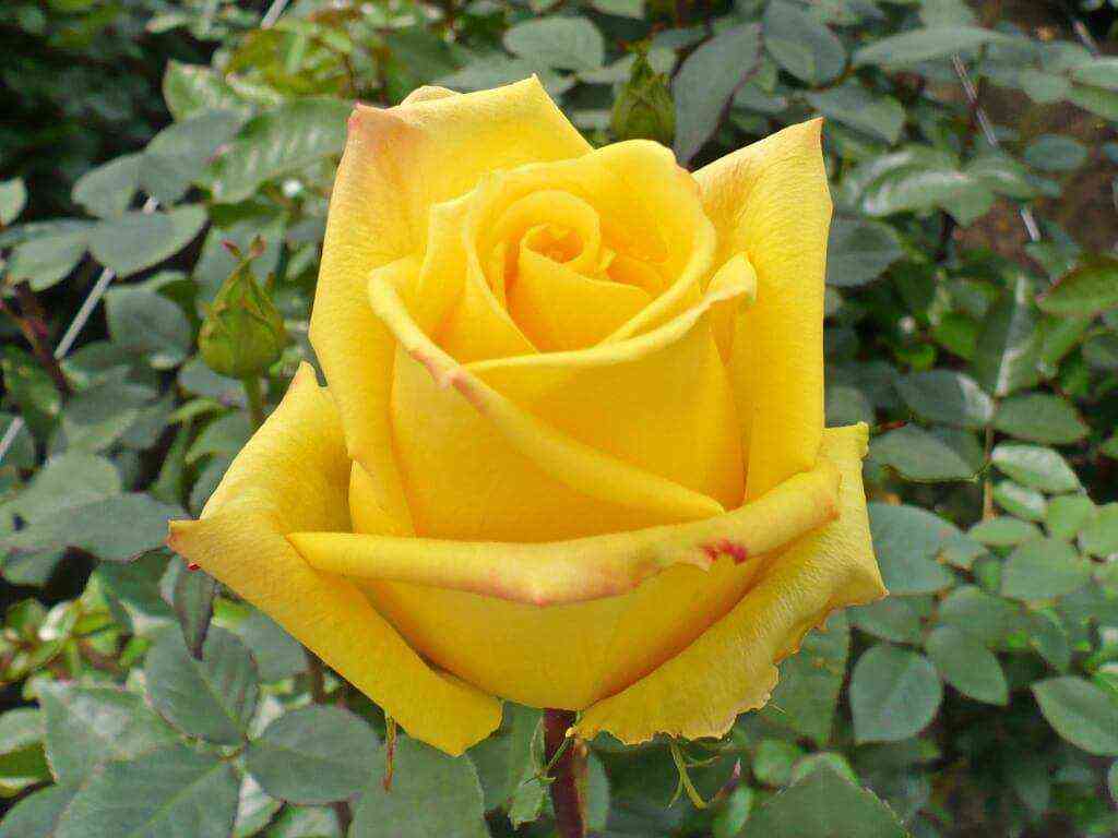 Мохана (Mohana)