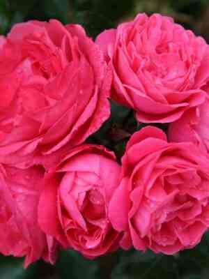 Мойн Мойн (Moin Moin)