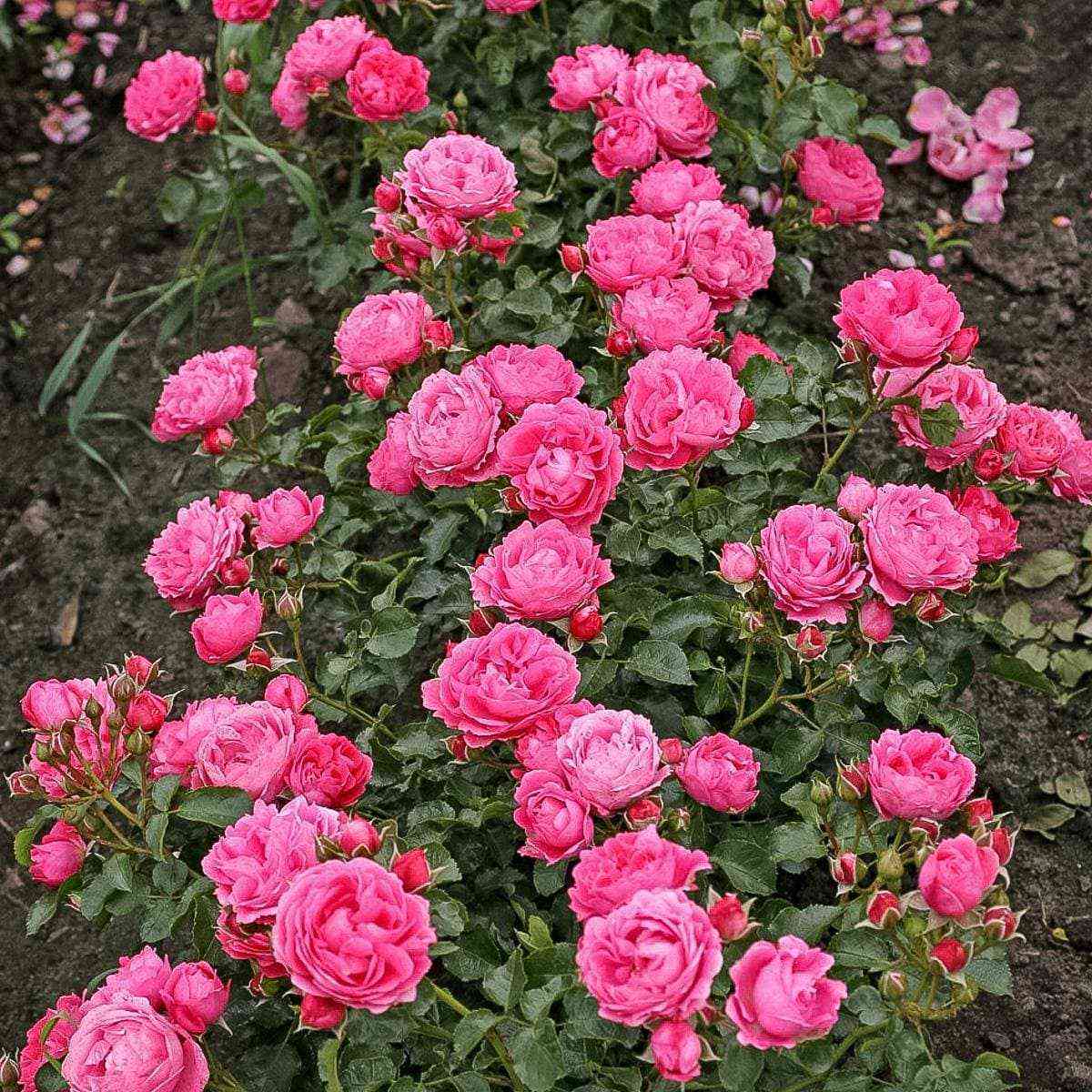 Мойн Мойн (Moin Moin)